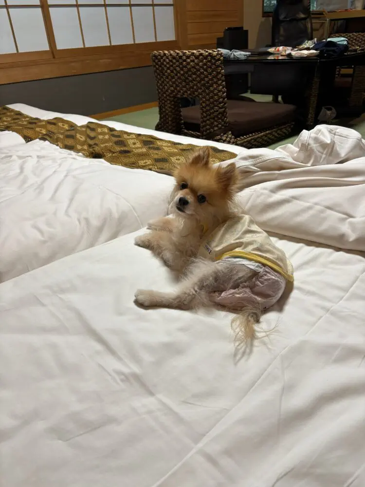 我が家のミックさん